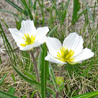 Portraitfoto Ranunculus kuepferi